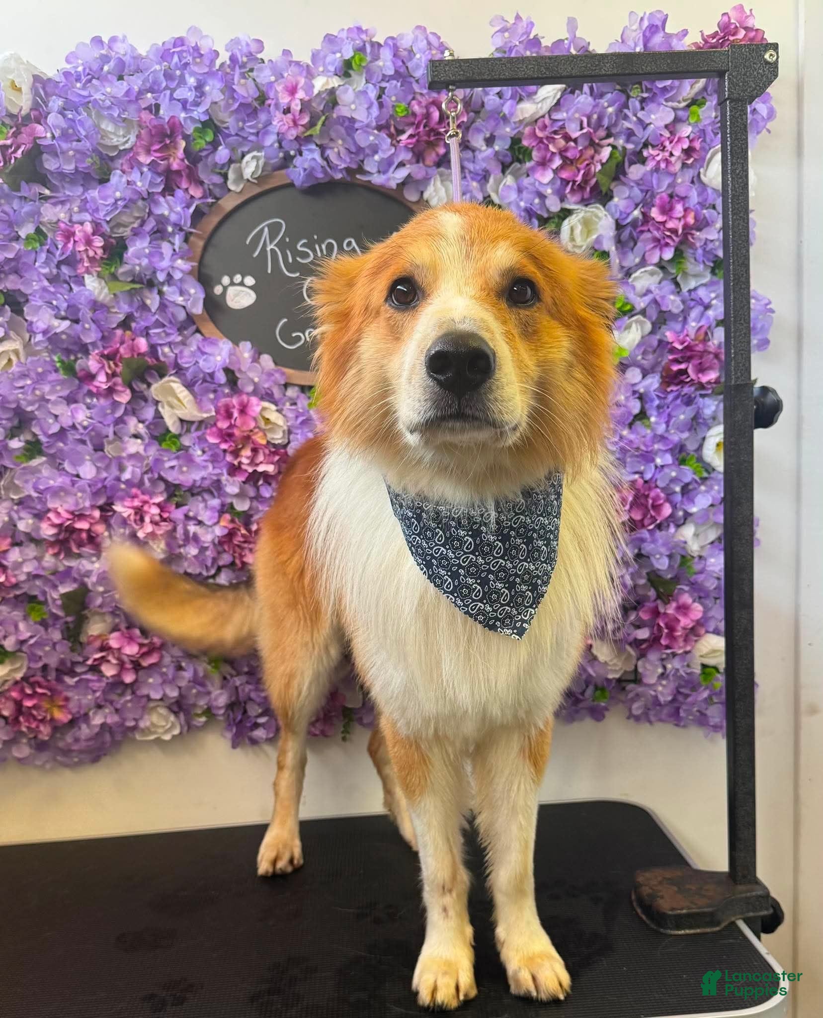 English Shepherd dogs for stud: Buck  - Ad 1