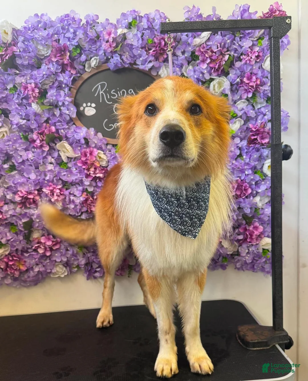 English Shepherd dogs for stud: Buck  - Ad 1
