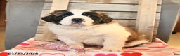Saint Bernard dogs for sale: Duncan - Ad 1
