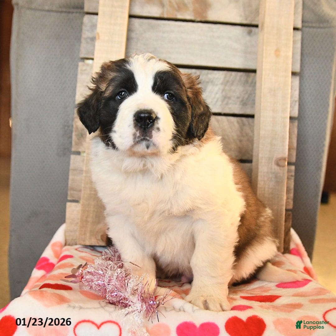 Saint Bernard dogs for sale: Duncan - Ad 1