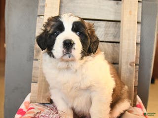 Saint Bernard dogs Duncan - Ad 15
