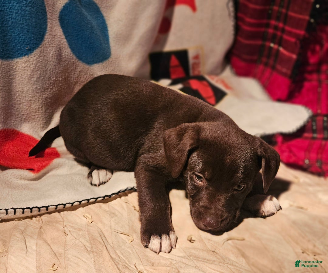 Border Collie dogs for sale: Cierra - Ad 11