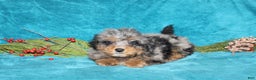 Miniature Poodle dogs for sale: Coby - Ad 2