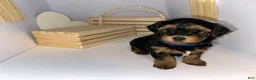 Mixed Breed dogs for sale: Prince - Ad 1