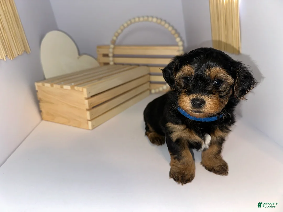 Mixed Breed dogs for sale: Prince - Ad 1