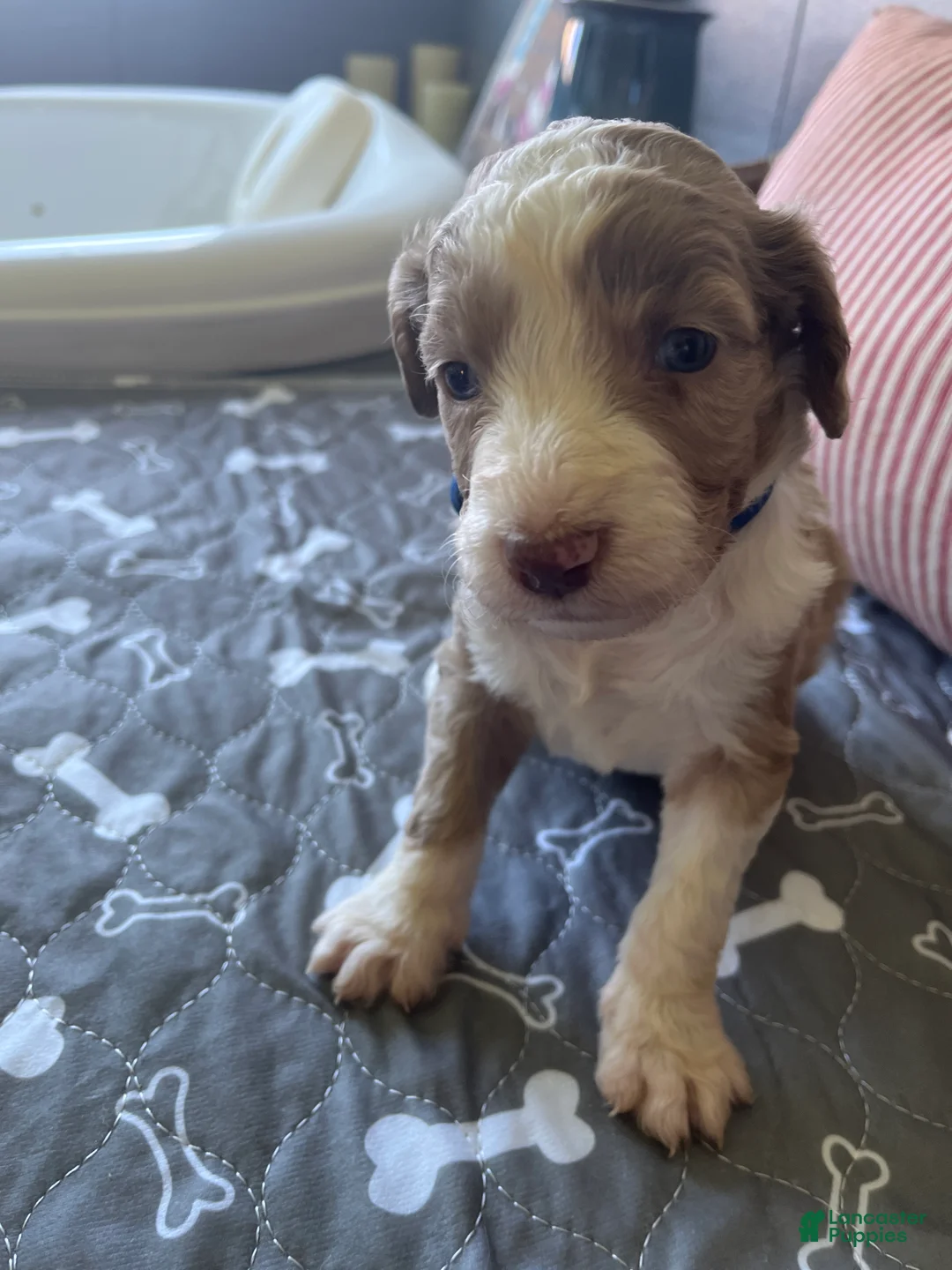 Aussiedoodle dogs for sale: Royal Blue lighter red Merle male - Ad 2
