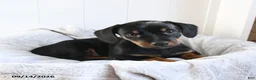 Mixed Breed dogs for sale: Violet - Ad 3