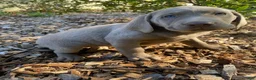 Labrador Retriever dogs for sale: Marlene - Ad 9
