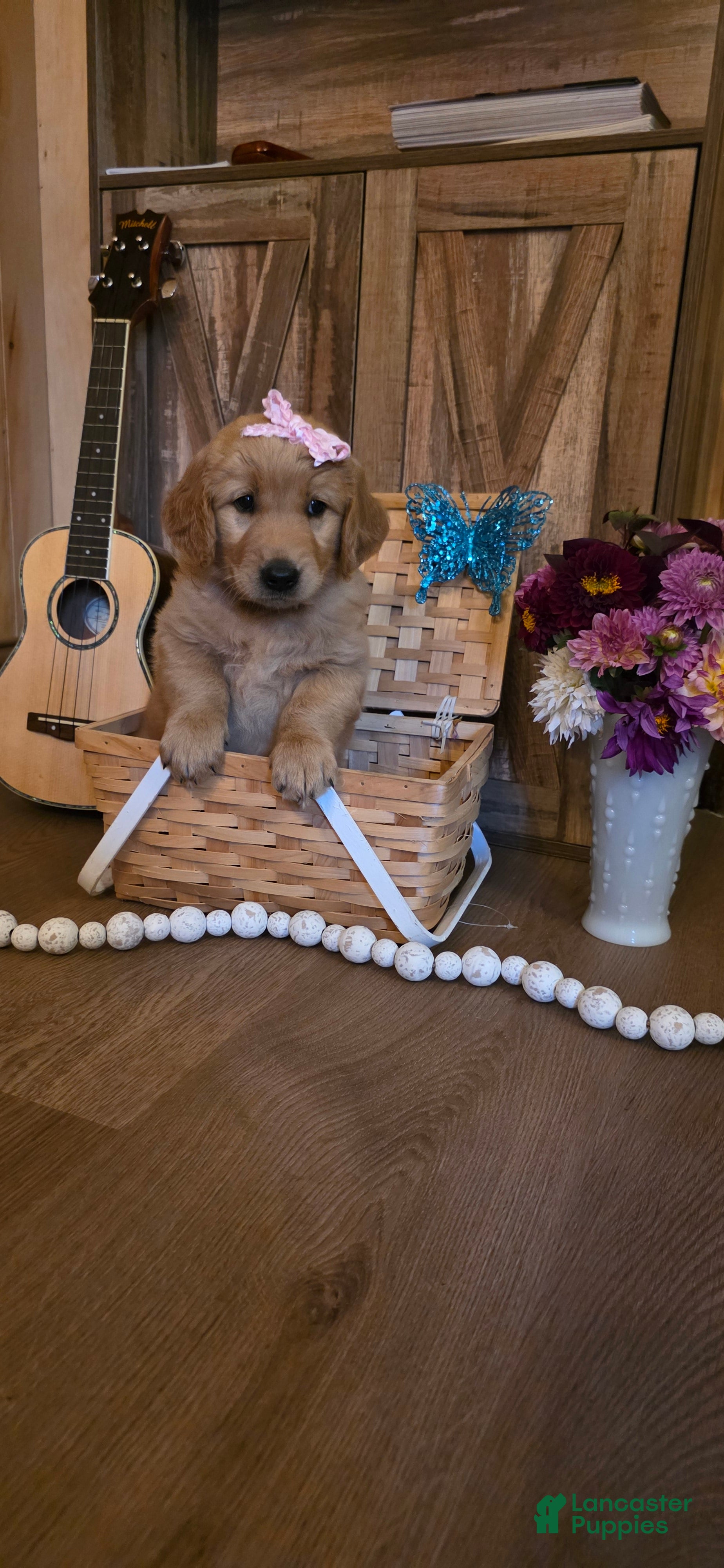 Golden Retriever dogs  Sadie  - Ad 2