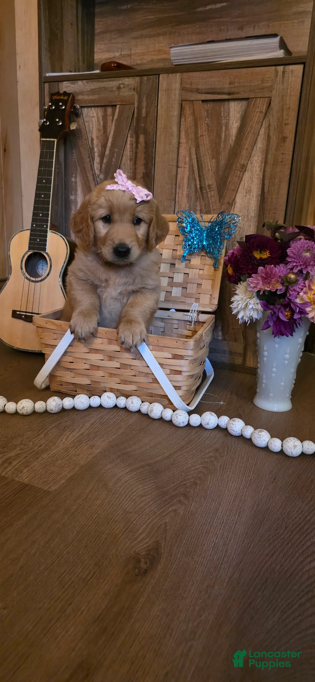 Golden Retriever dogs for sale:  Sadie  - Ad 2