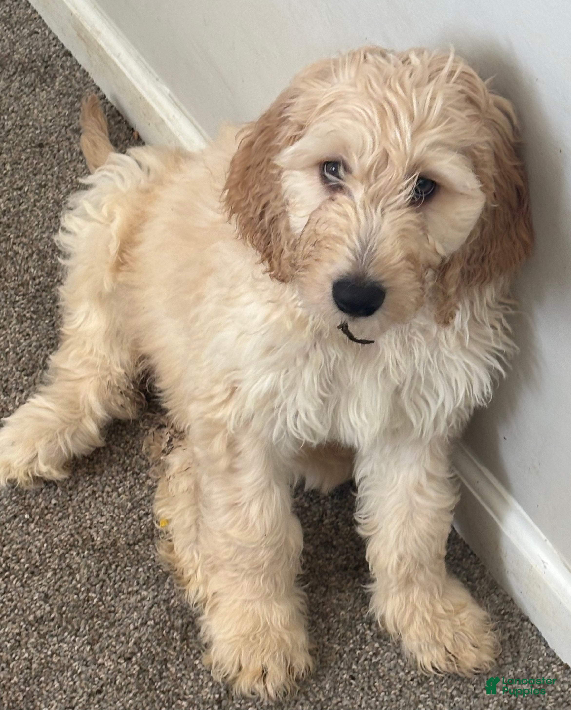 Mixed Breed dogs Tiana - Ad 2