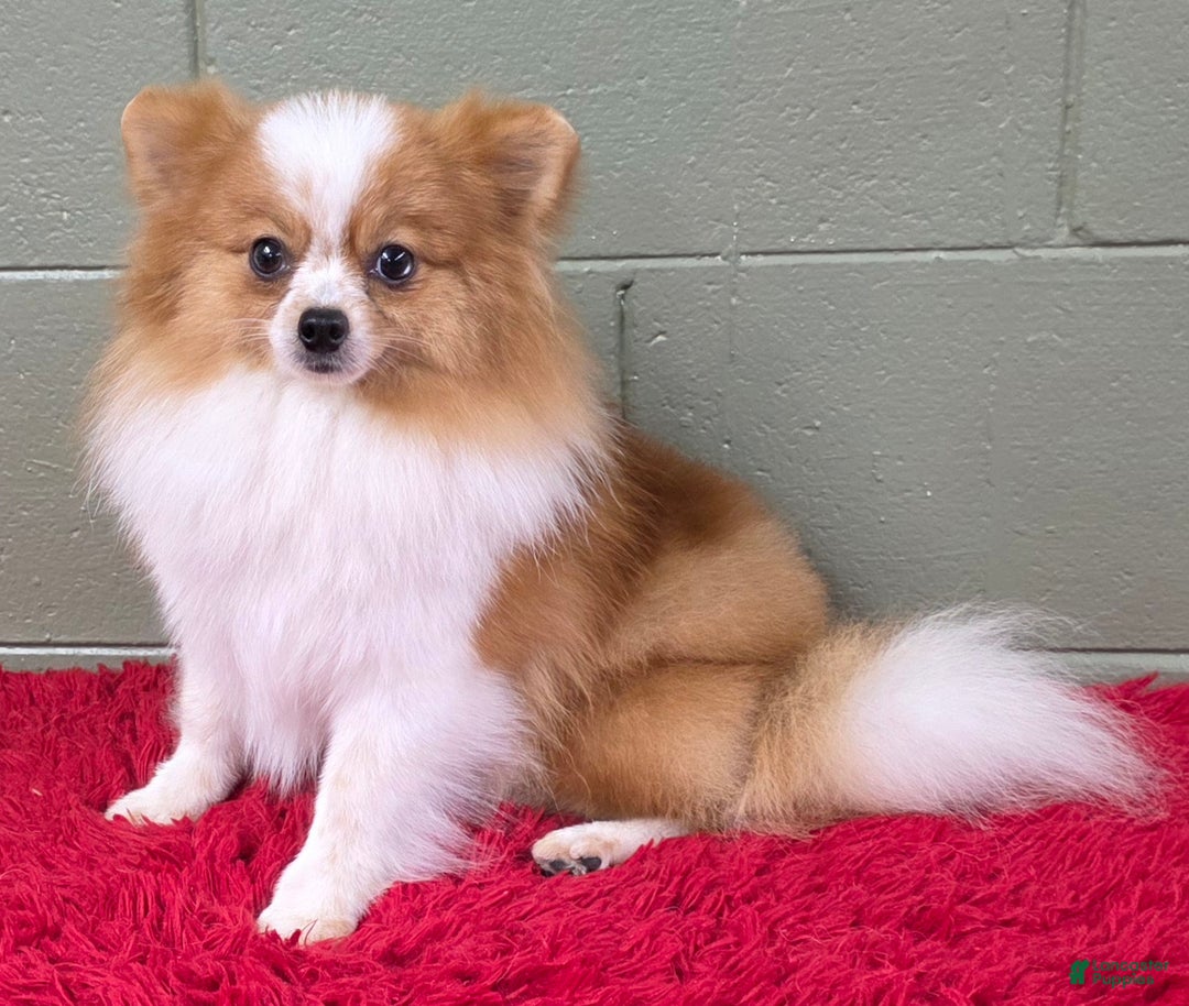 Pomeranian dogs for sale: Tinker - Ad 6