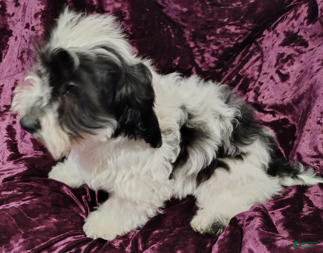 Yorkiepoo dogs for sale: Yorkiepoo Puppy 3 - Ad 2