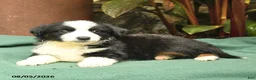 Miniature Australian Shepherd dogs for sale: Racer - Ad 4