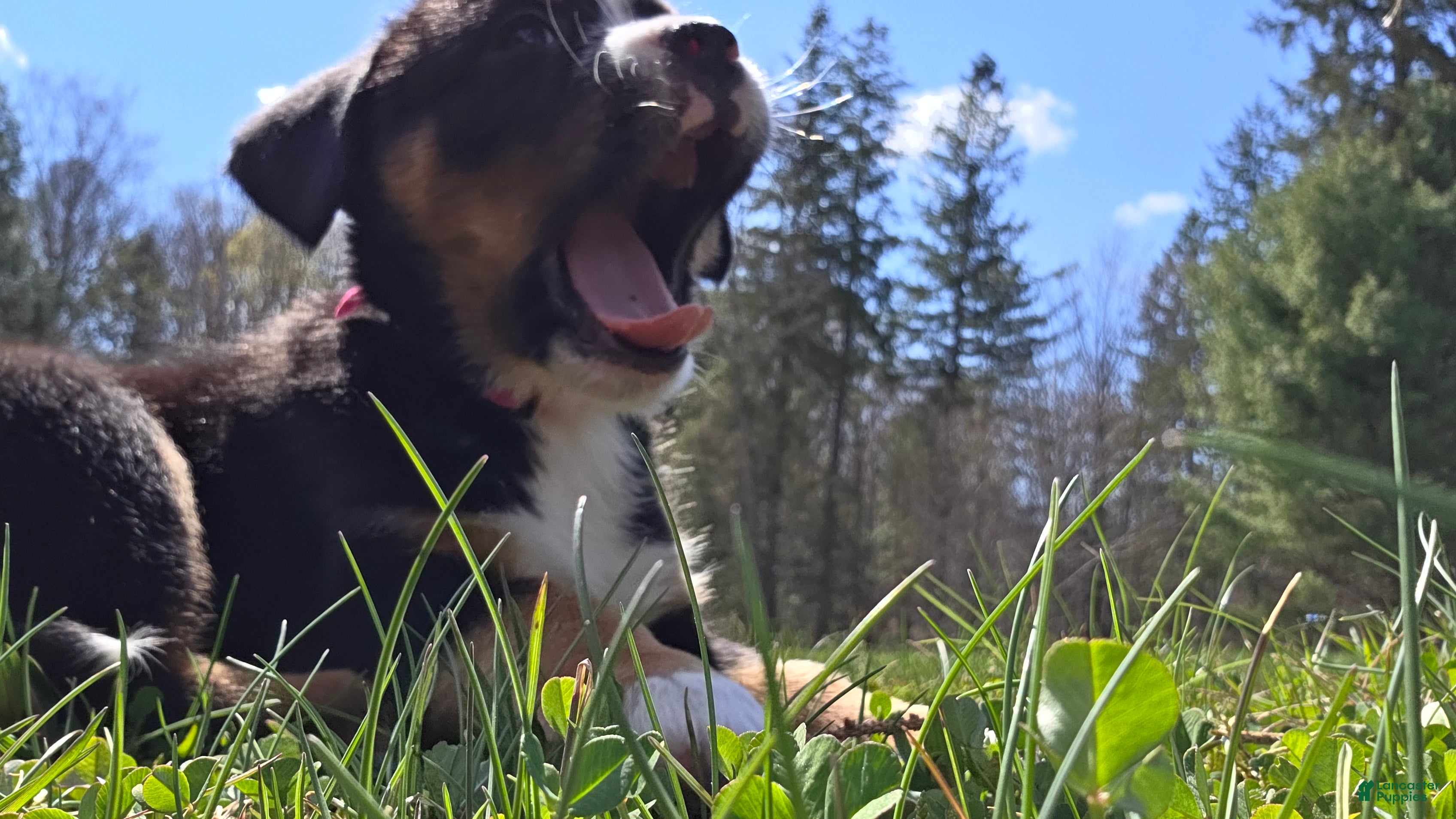 Mixed Breed dogs for sale: Mixed Breed Puppy 6 - Ad 4