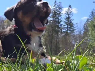 Mixed Breed dogs for sale: Mixed Breed Puppy 6 - Ad 4