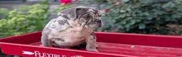French Bulldog dogs for sale: Falcon - Ad 3