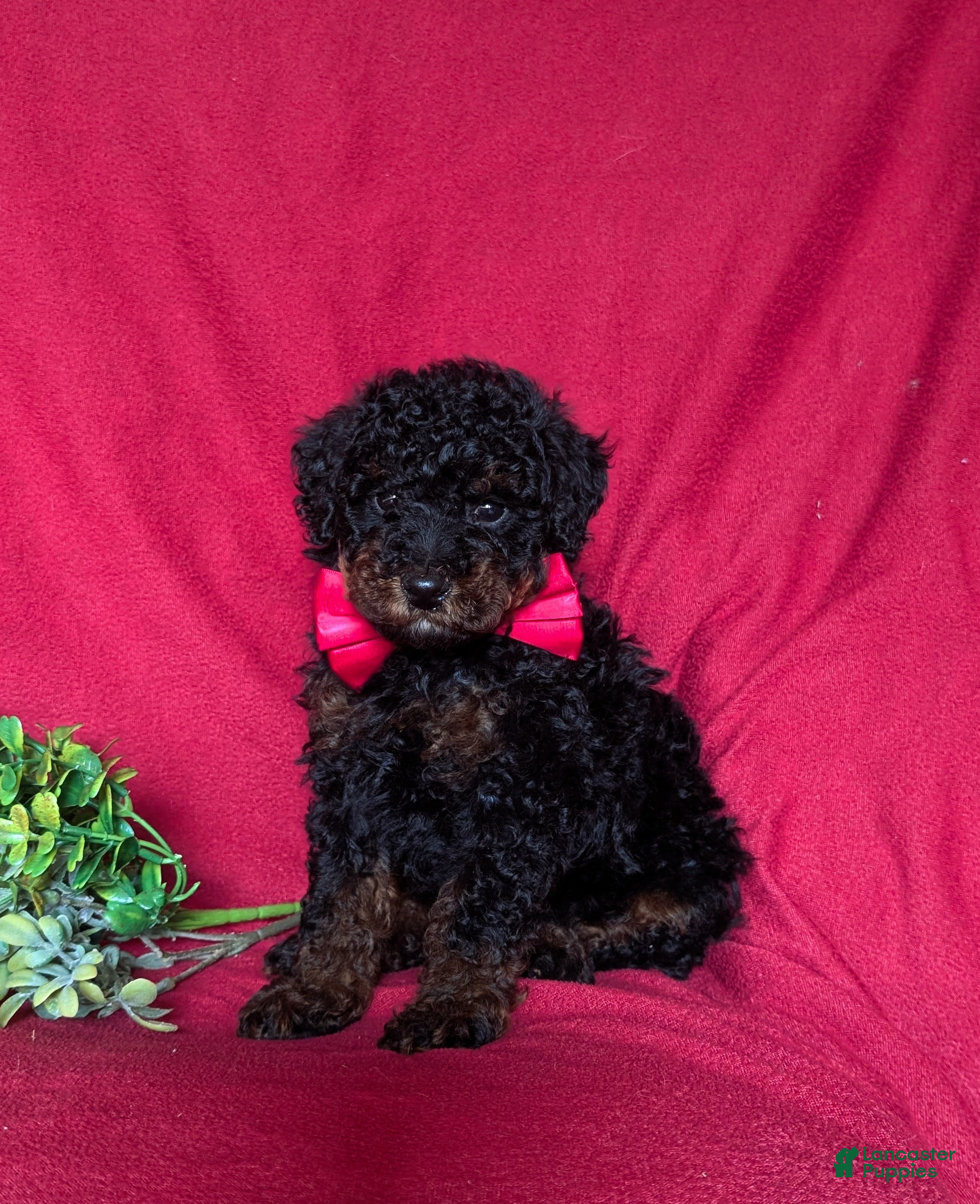 Miniature Poodle dogs Jarrett - Ad 2