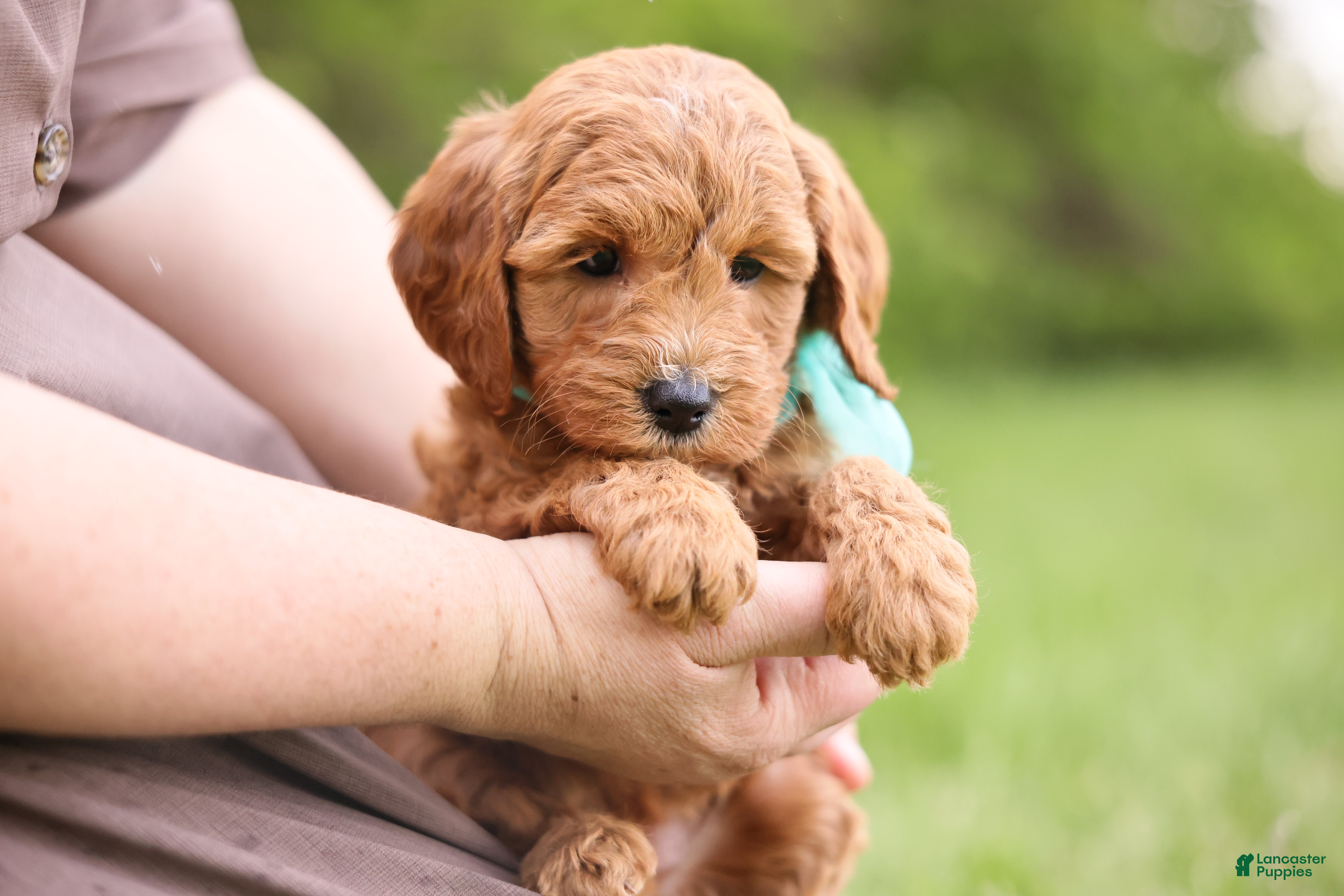 Goldendoodle dogs Button - Ad 2