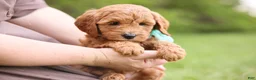 Goldendoodle dogs for sale: Button - Ad 2