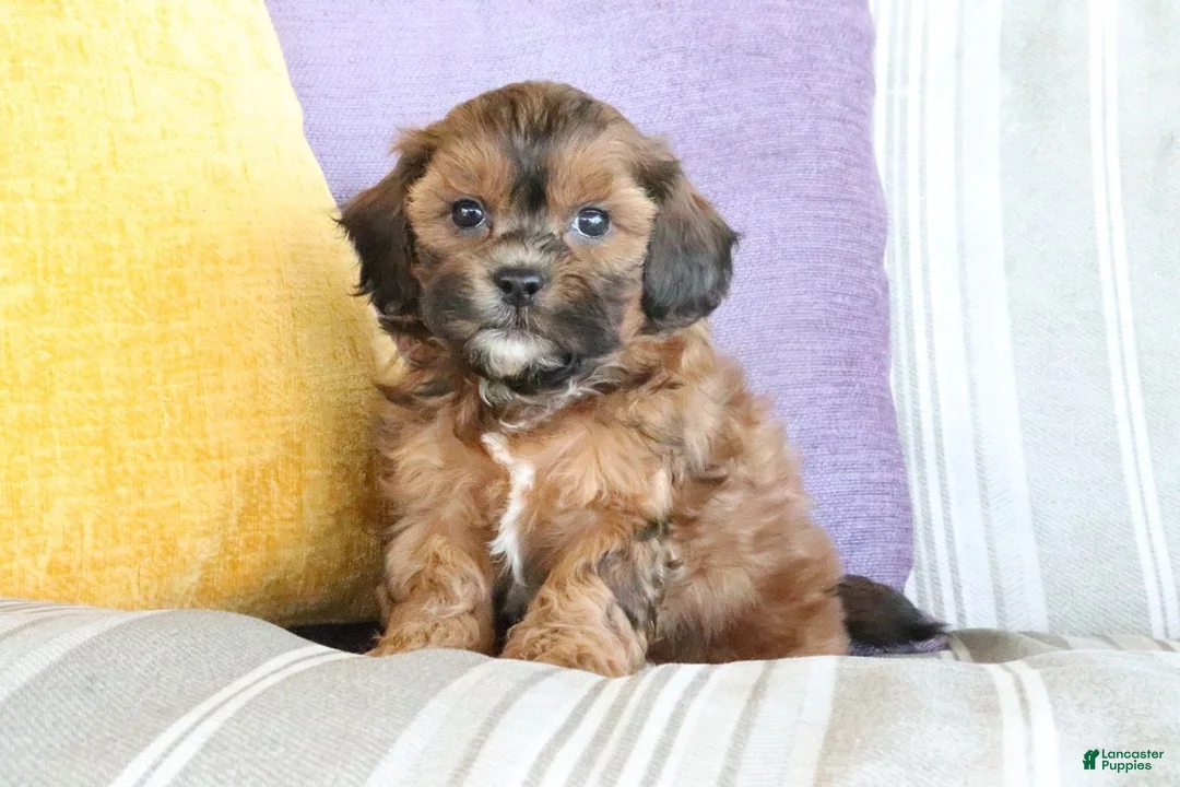 Shihpoo dogs for sale: Samantha - Ad 2