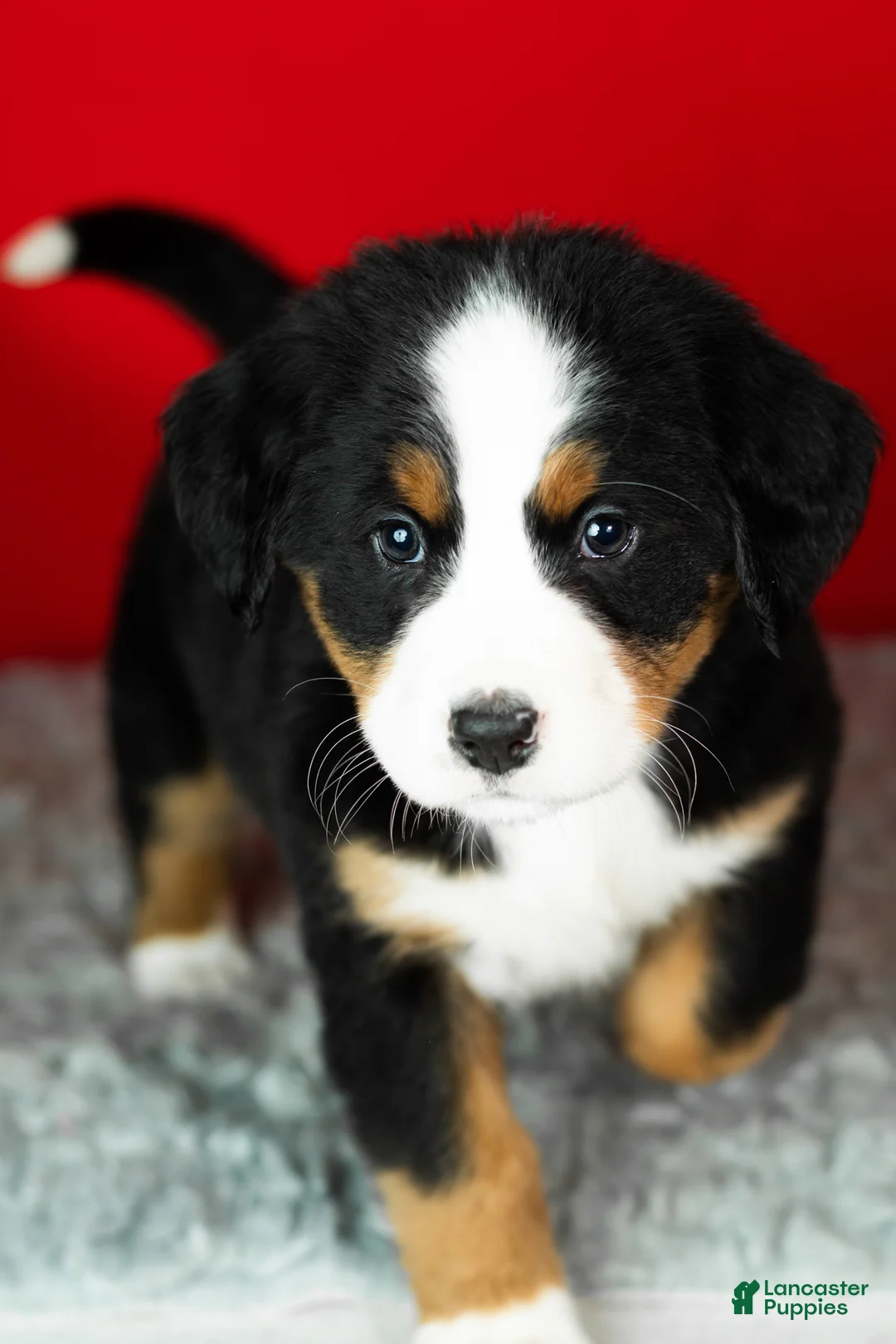 Bernese Mountain Dog dogs for sale: Molly - Ad 3