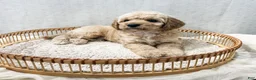 Cavapoo dogs for sale: Sammi - Ad 6