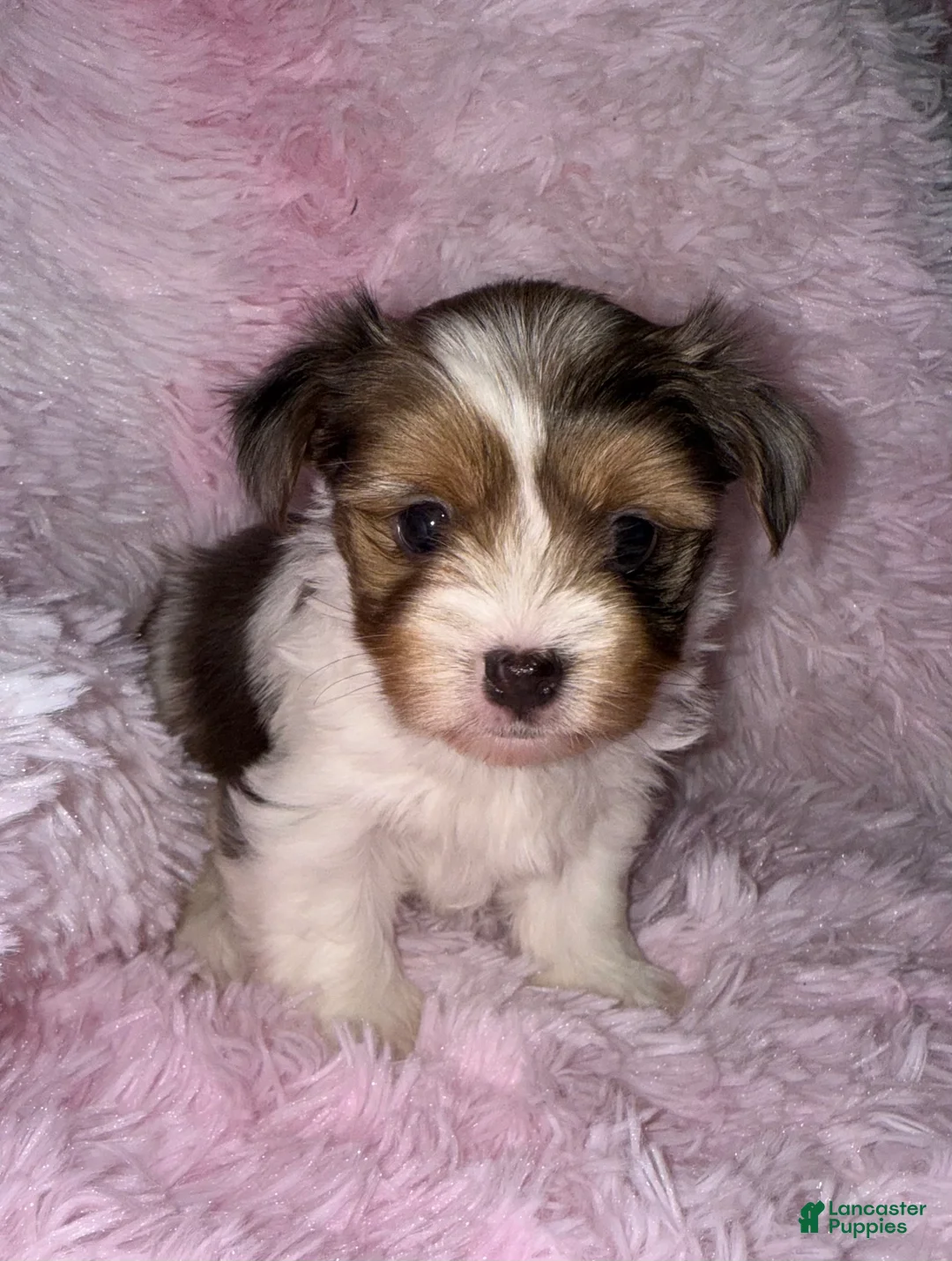Yorkshire Terrier dogs for sale: Blaze - Ad 8