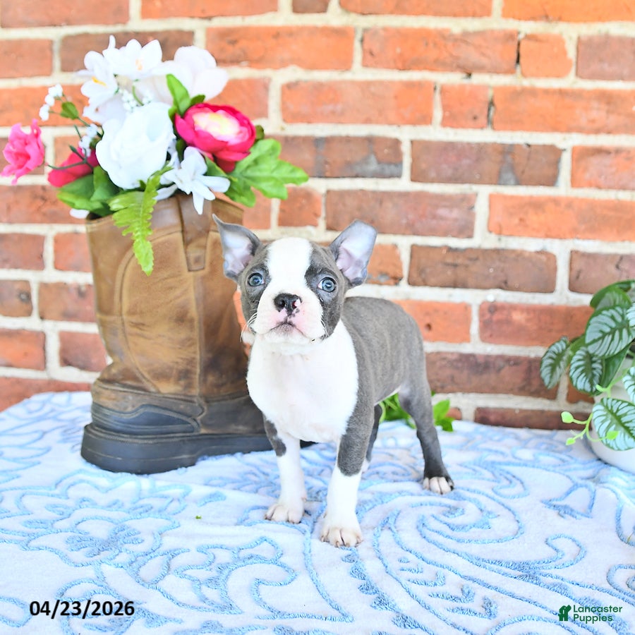 Boston Terrier dogs Petrice - Ad 2