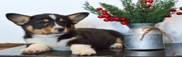 Welsh Corgi Pembroke dogs for sale: Jax - Ad 5