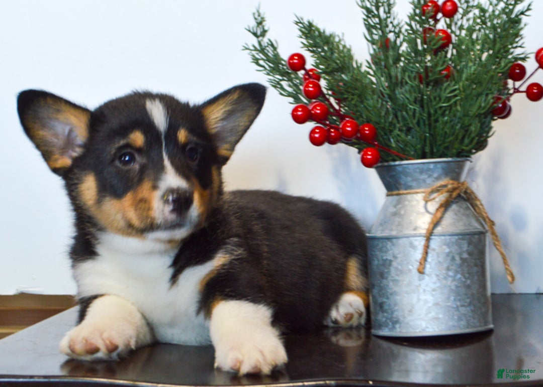 Welsh Corgi Pembroke dogs for sale: Jax - Ad 5