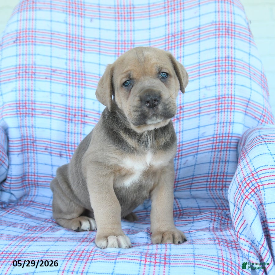 Cane Corso dogs Leroy - Ad 1