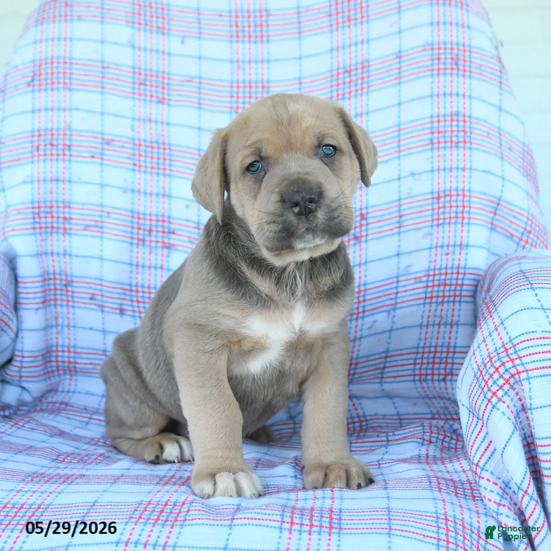 Cane Corso dogs for sale: Leroy - Ad 1