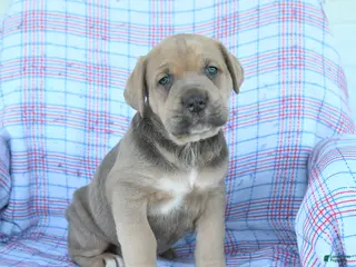 Cane Corso dogs for sale: Leroy - Ad 2