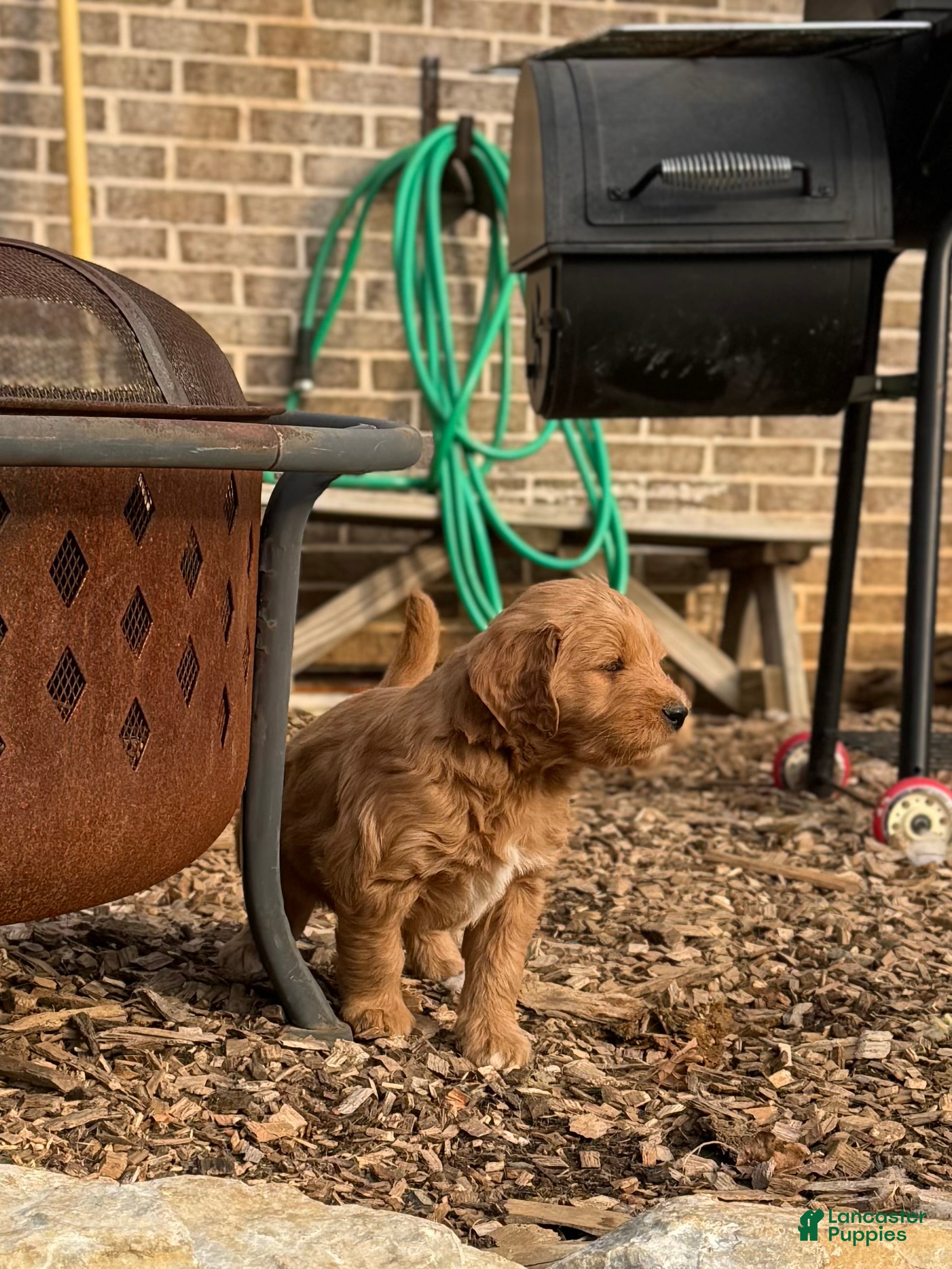 Mixed Breed dogs Hunter - Ad 33