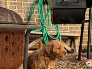 Mixed Breed dogs Hunter - Ad 39