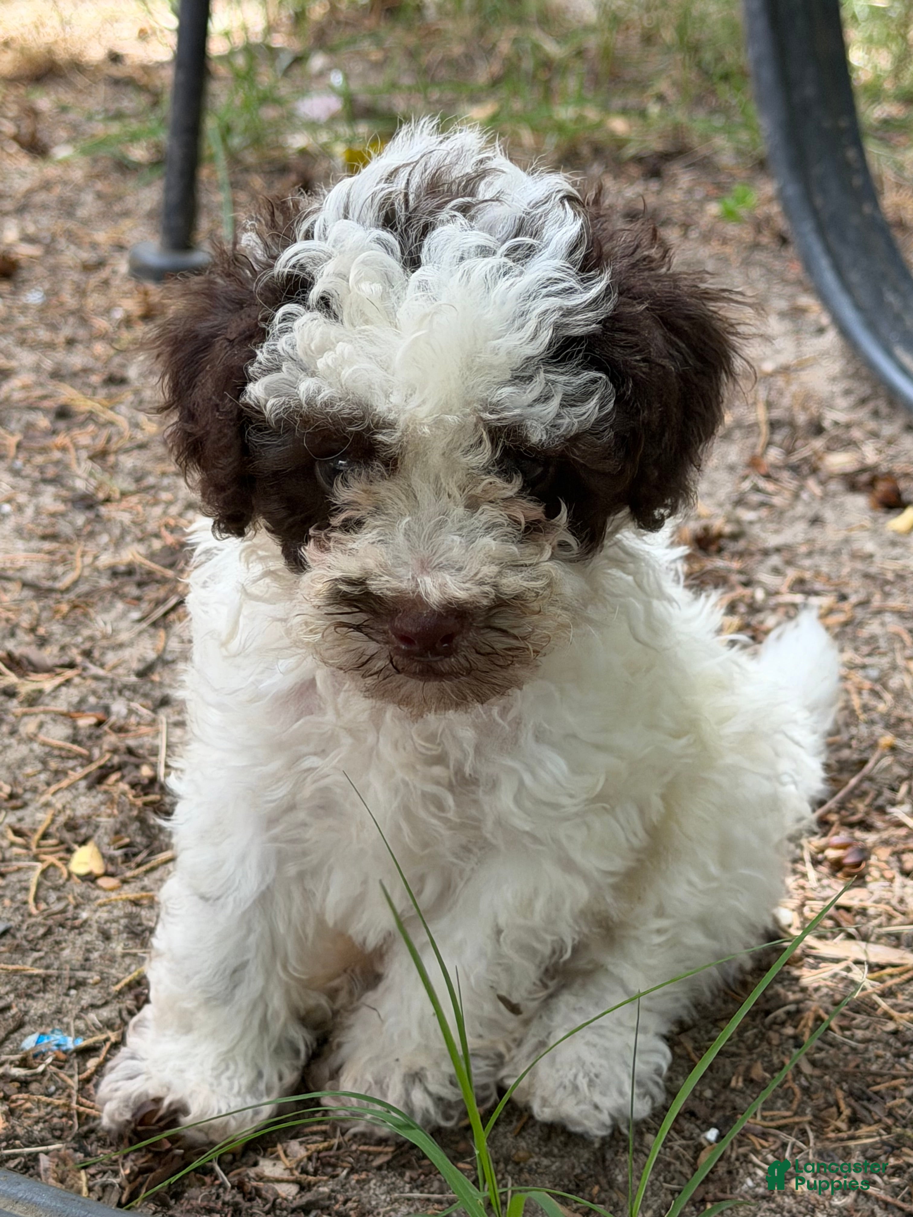 Toy Poodle dogs Max - Ad 2
