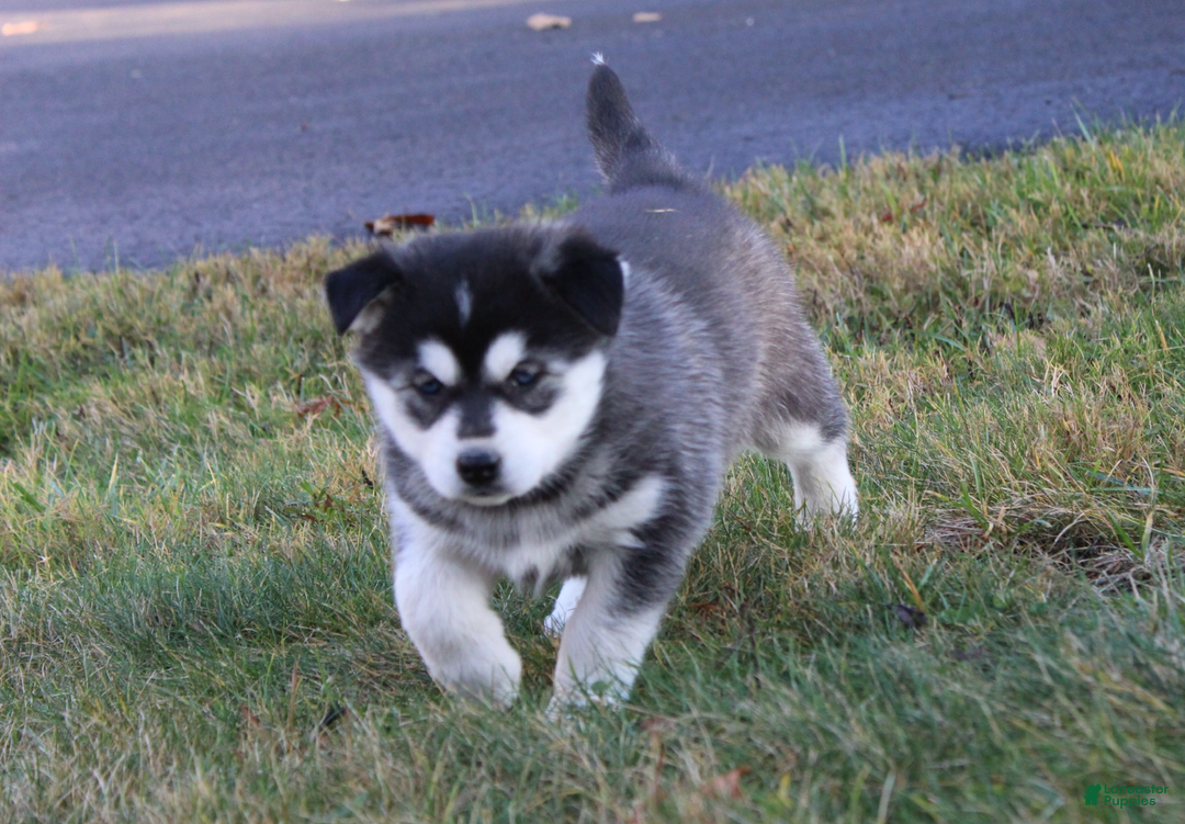 Siberian Husky dogs for sale: Midnight - Ad 5