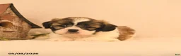 Shih Tzu dogs for sale: Jinx - Ad 3