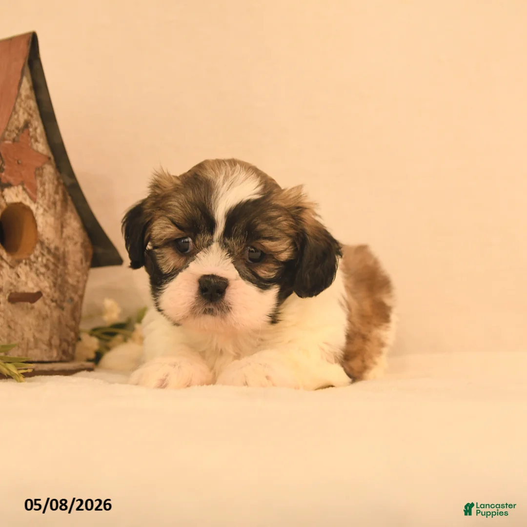Shih Tzu dogs for sale: Jinx - Ad 3