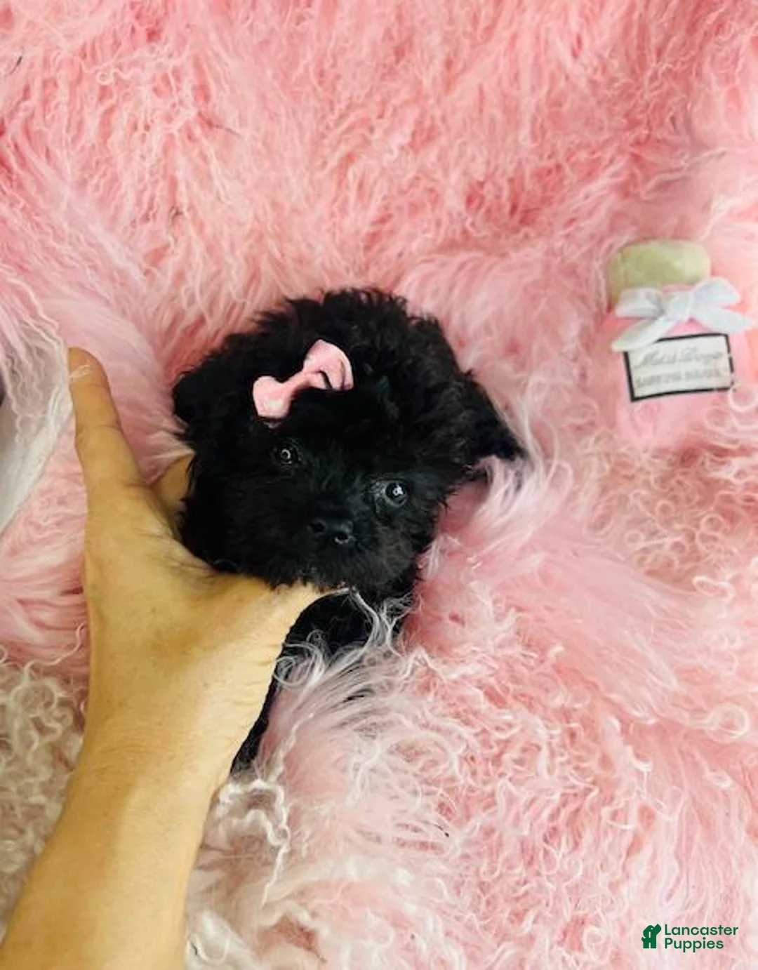 Miniature Poodle dogs for sale: Miniature Poodle 1 - Ad 1