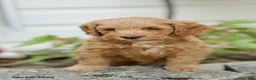Mini Goldendoodle dogs for sale: Lavon - Ad 5