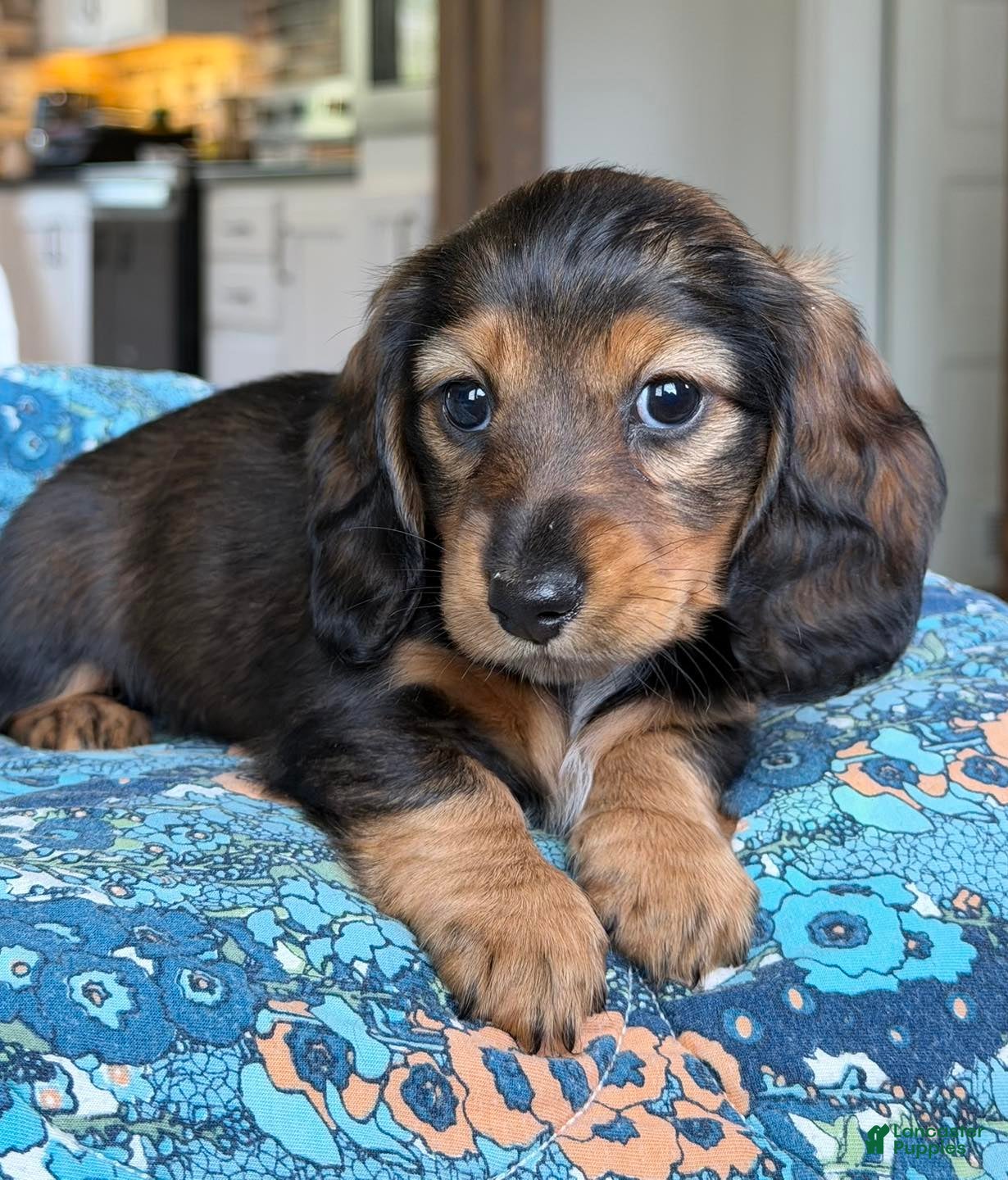 Miniature Dachshund dogs Miniature Dachshund Puppy 6 - Ad 21
