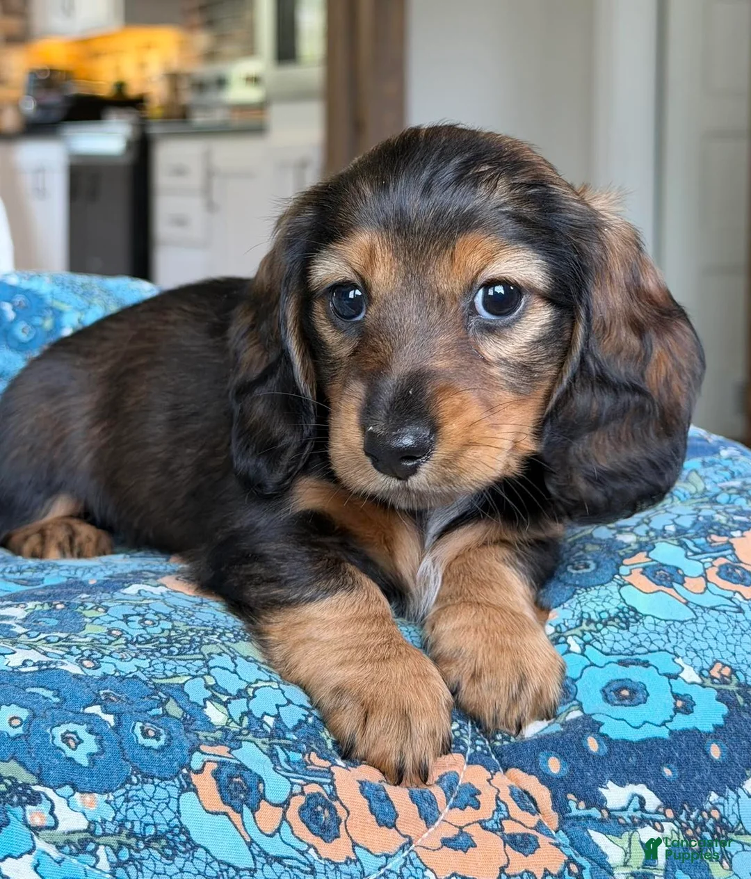 Miniature Dachshund dogs for sale: Miniature Dachshund Puppy 6 - Ad 1