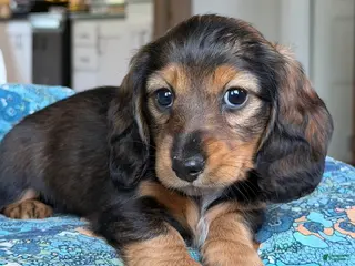 Miniature Dachshund dogs Miniature Dachshund Puppy 6 - Ad 27