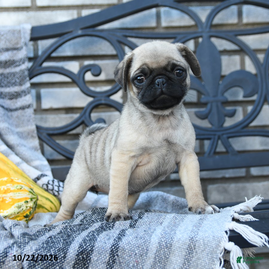 Pug dogs for sale: Lady Wiggles - Ad 4
