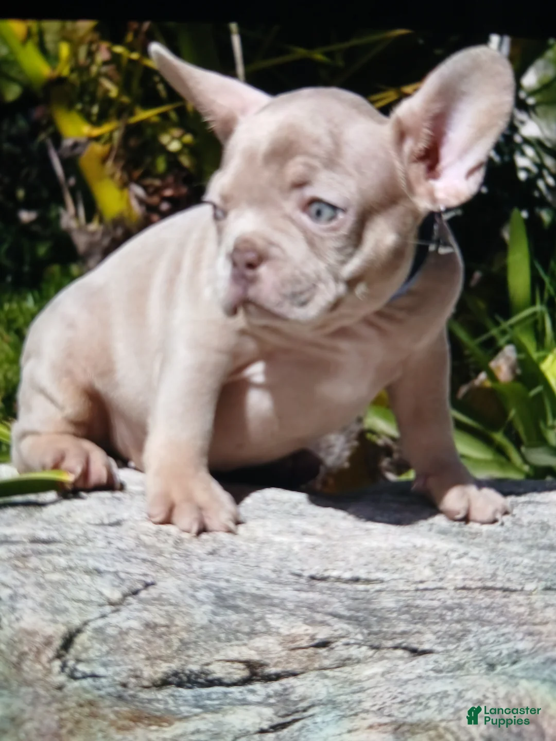 French Bulldog dogs for sale: French Bulldog Puppy 1 - Ad 2