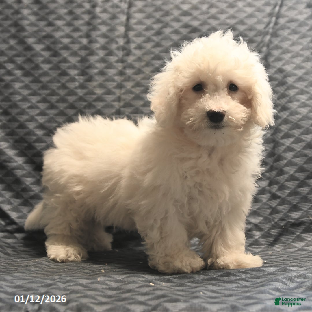 Bichon Frise dogs for sale: Fred - Ad 3