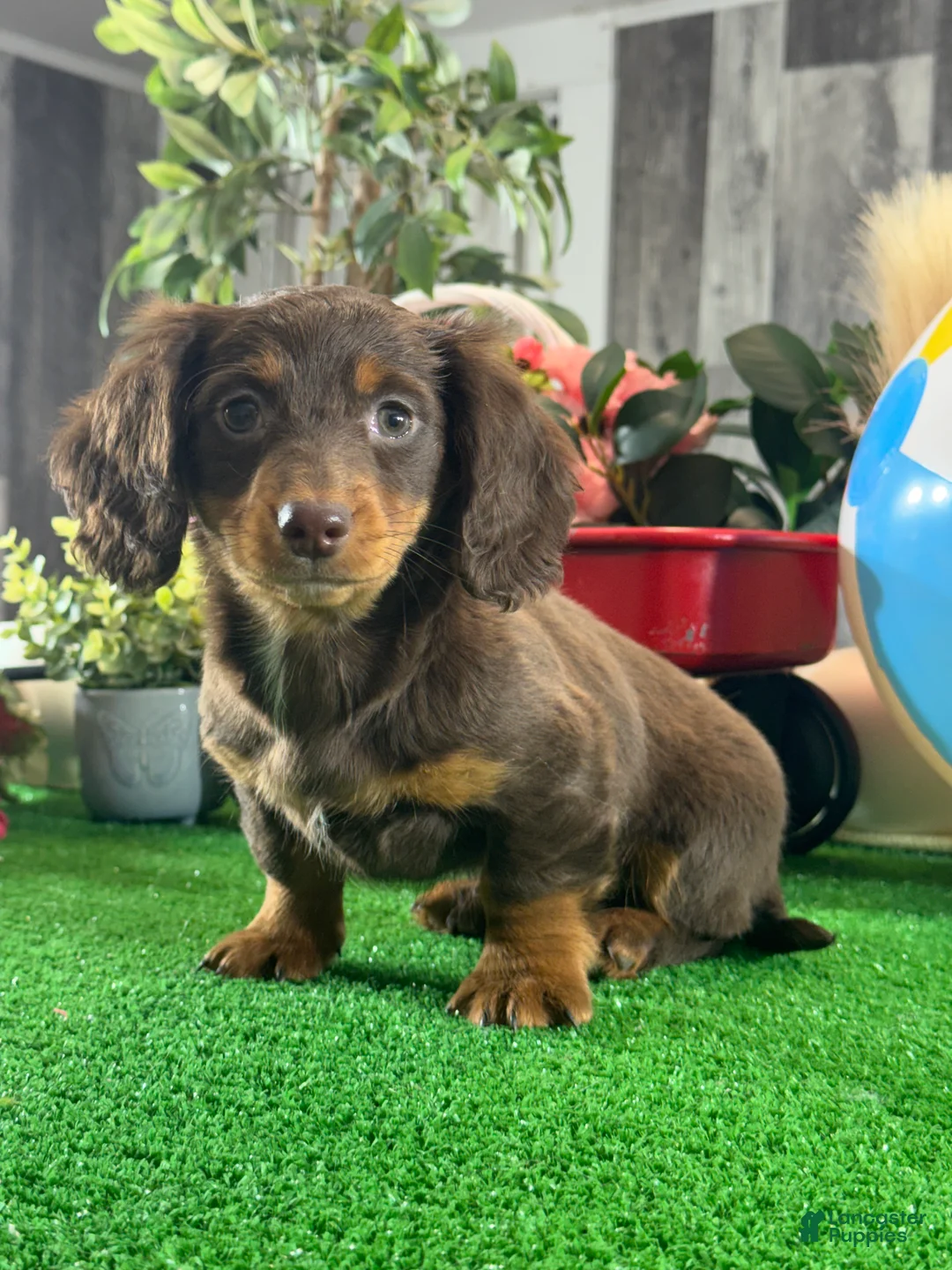 Miniature Dachshund dogs for sale: Diamond 💎  - Ad 2