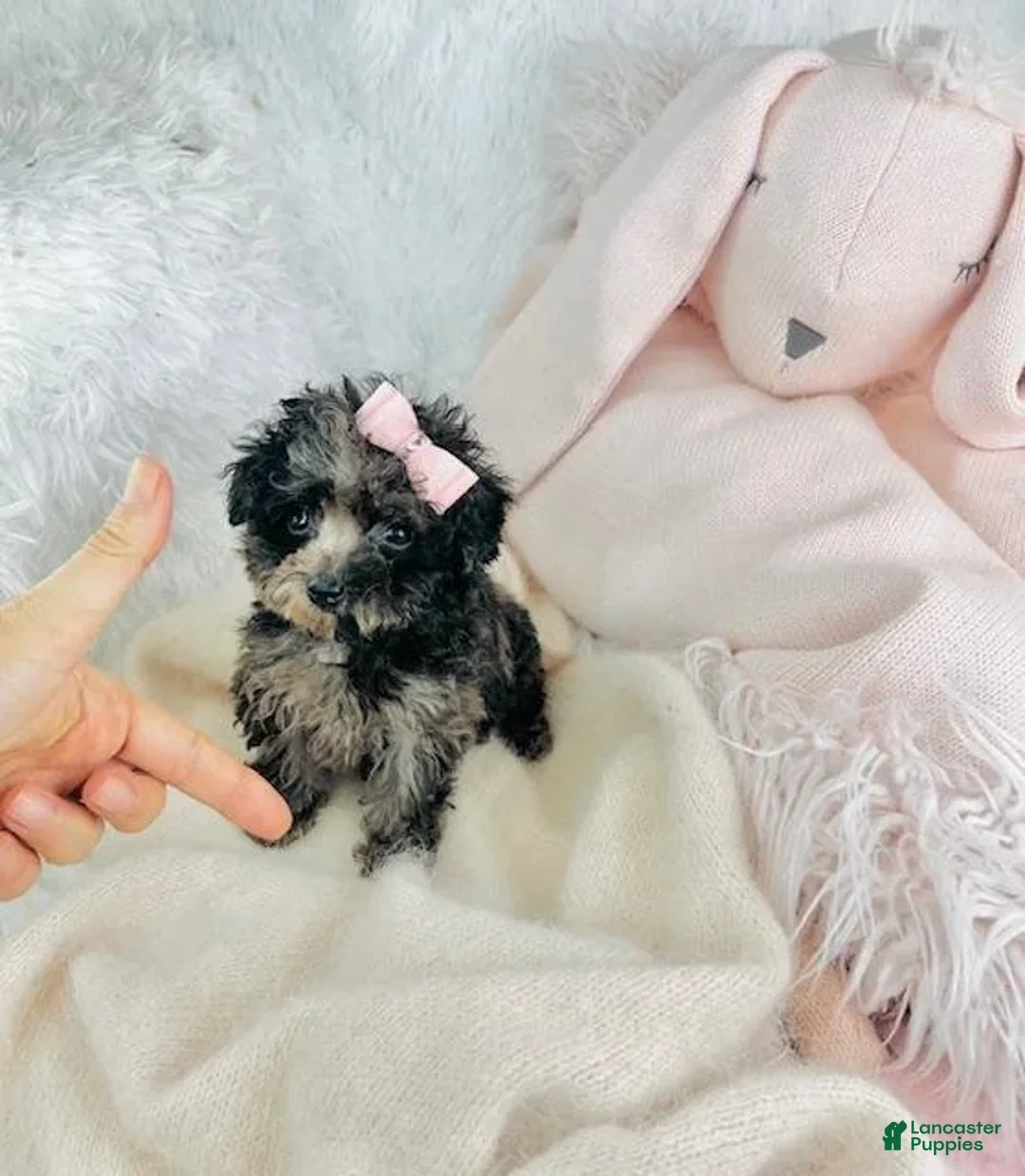 Toy Poodle dogs for sale: Page - Ad 6